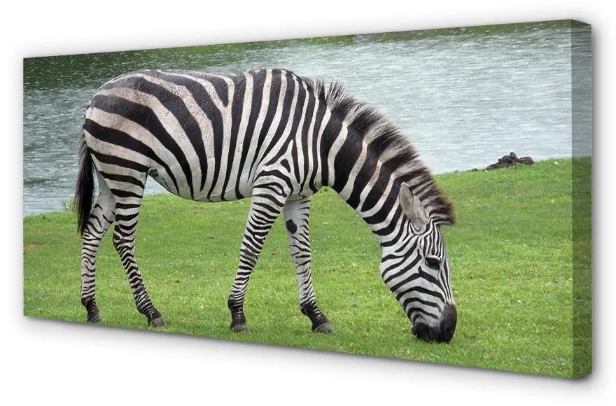 Obraz na plátne zebra 140x70 cm
