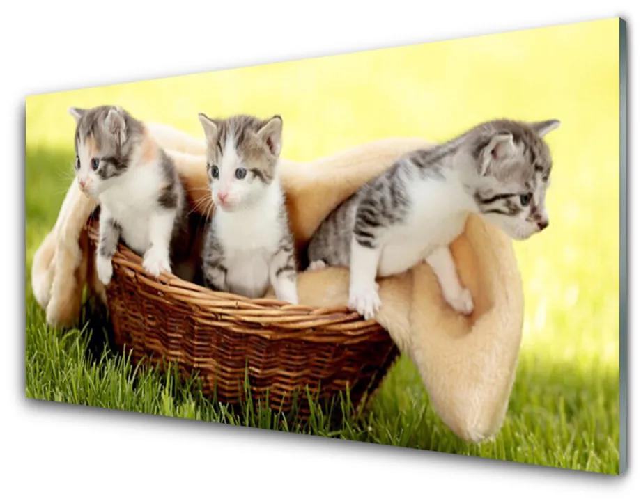 Obraz plexi Mačky zvieratá 140x70 cm