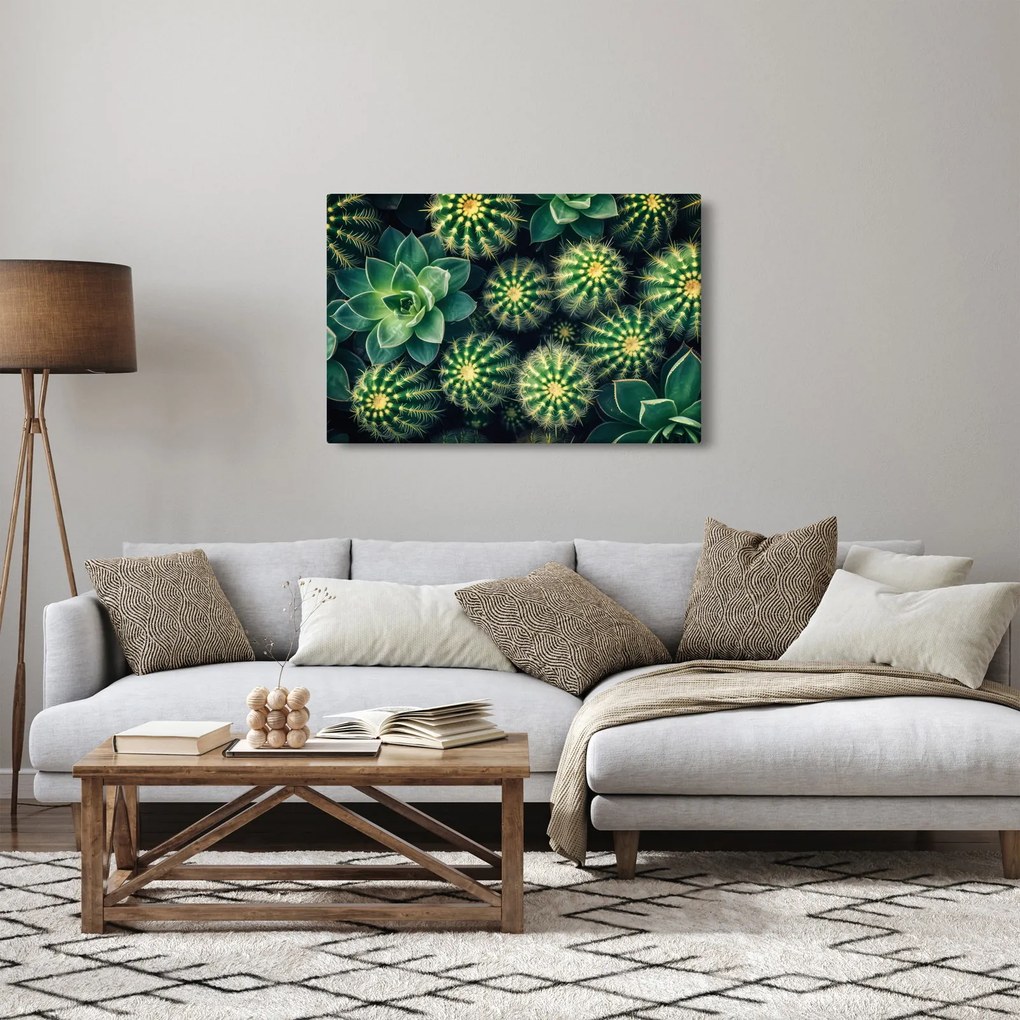 Obraz - Kaktusy (90x60 cm)