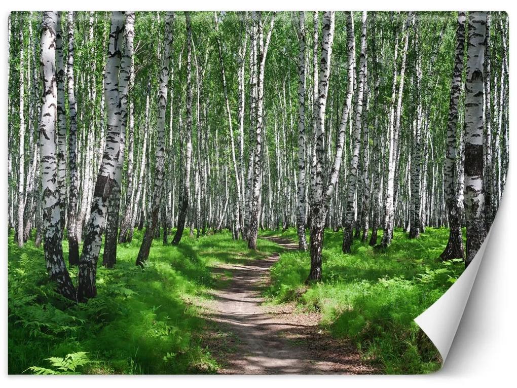 Fototapeta, Březový les Příroda Rostliny - 150x105 cm
