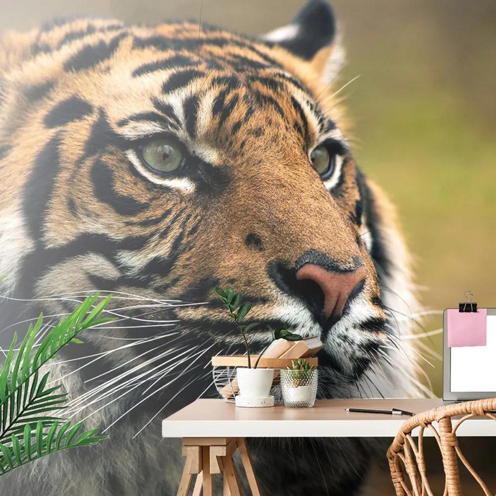 Samolepiaca fototapeta sústredený pohľad tigra