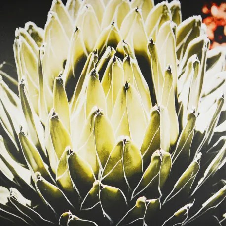 Obraz tlačený na plátne 80x80 PRC1139