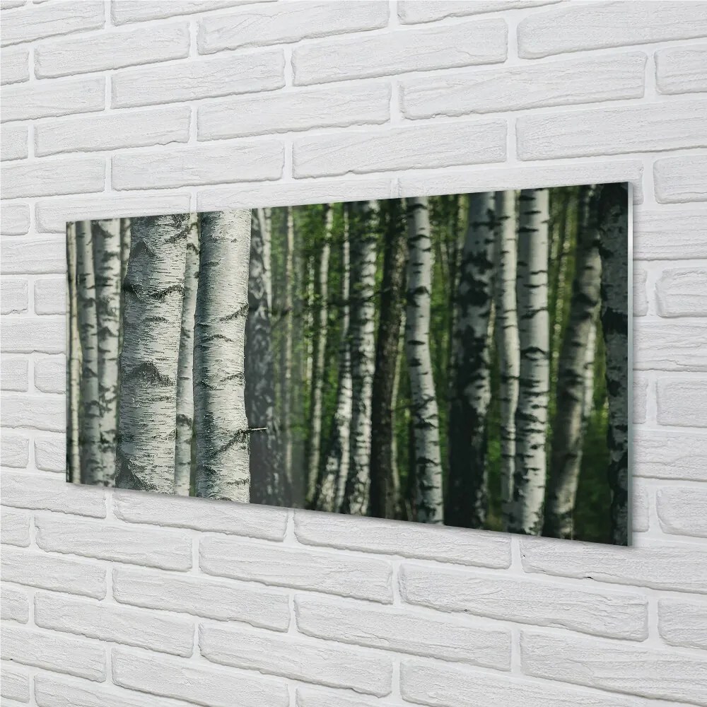 Sklenený obraz brezového lesa 125x50 cm