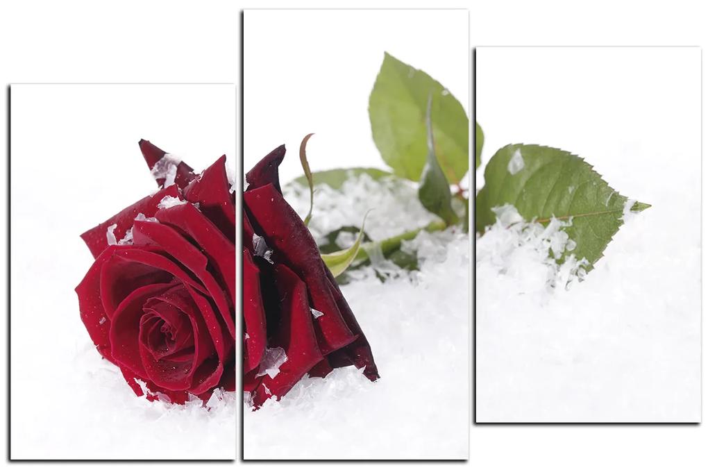 Obraz na plátne - Ruža na snehu 1103D (105x70 cm)
