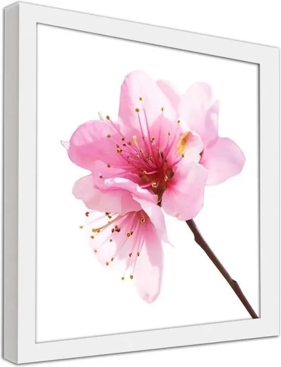CARO Obraz v ráme - Pink Flower 3 Biela 20x20 cm
