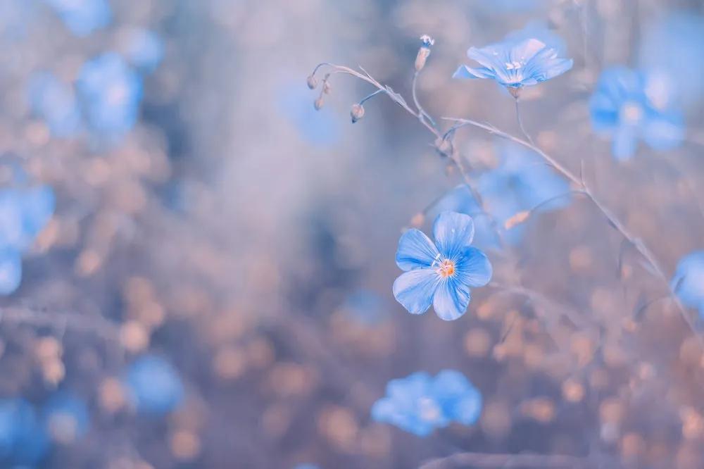 Samolepiaca fototapeta modré kvety na vintage pozadí