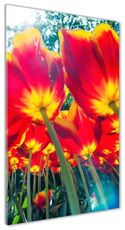 Foto obraz akrylový Červené tulipány pl-oa-70x140-f-113693972