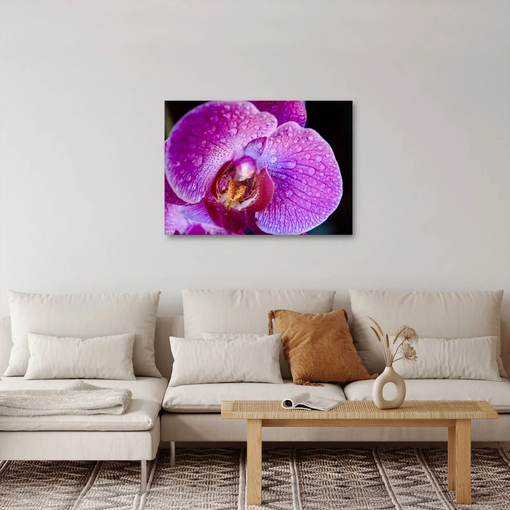 Detailný obraz kvetu orchidey (70x50 cm)