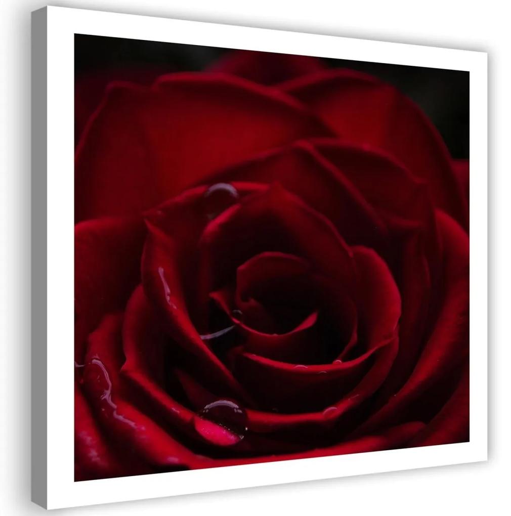 Obraz na plátně Red Rose Nature - 40x40 cm