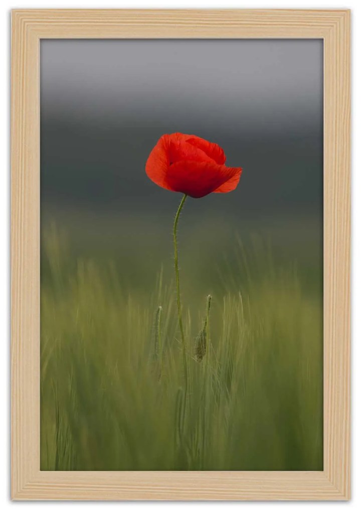 Gario Plagát Mak na poli Farba rámu: Bez rámu, Rozmery: 40 x 60 cm