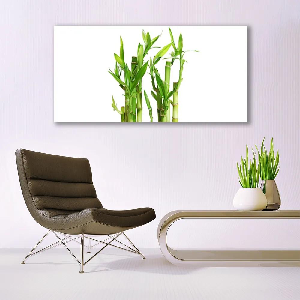 Obraz na akrylátovom skle Bambus stonka kvet rastlina 120x60 cm