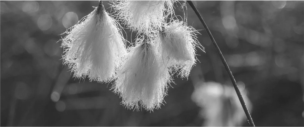 Obraz - Cottongrass (120x50 cm)
