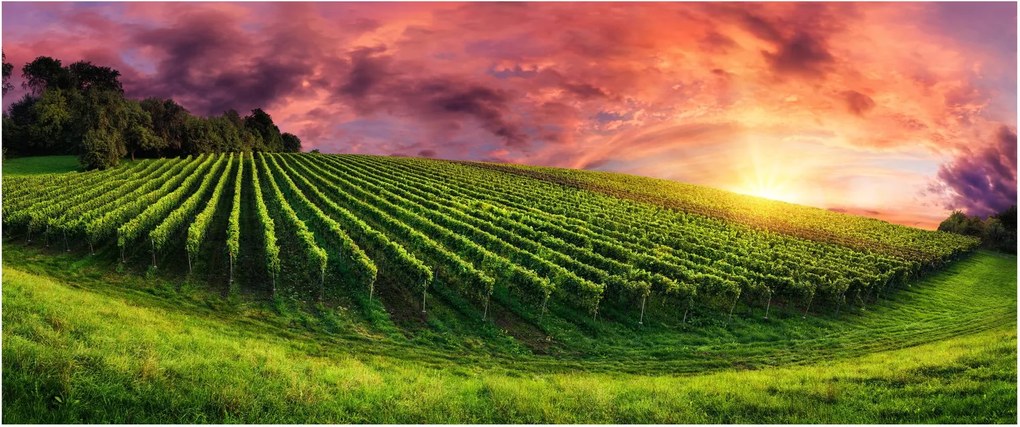 Obraz vinice s farebným nebom (120x50 cm)