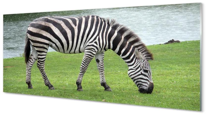 Obraz na akrylátovom skle Zebra 120x60 cm