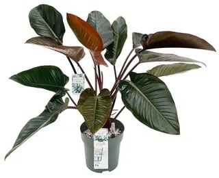 Philodendron red beauty 30x110 cm