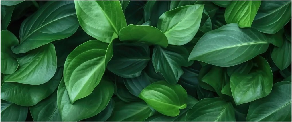 Obraz - Zelené listy (120x50 cm)