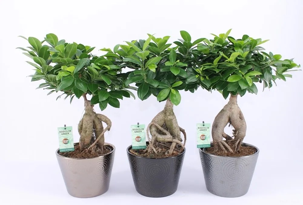 Ficus microcarpa ginseng Infinity v kvetináči 19/40 cm