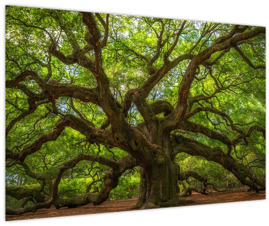 Obraz - Zelený strom (90x60 cm)