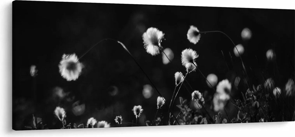 Obraz - Lúka s cottongrass N⁰1 (120x50 cm)