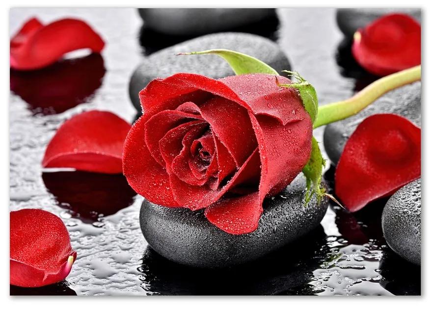 Moderný sklenený obraz z fotografie Červená ruža pl-osh-100x70-f-69893127