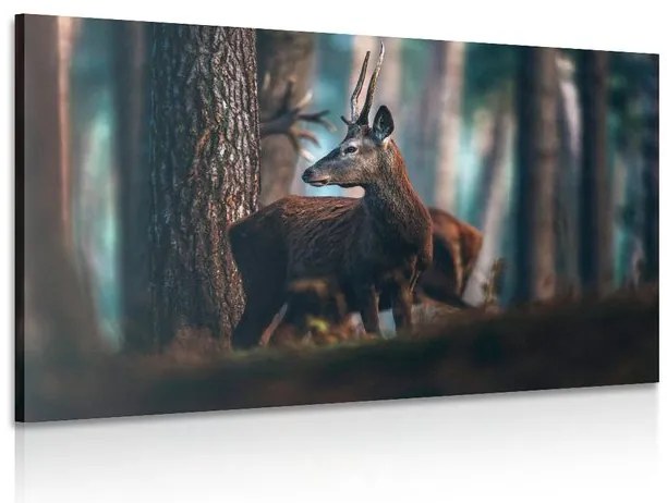 Obraz jeleň v borovicovom lese