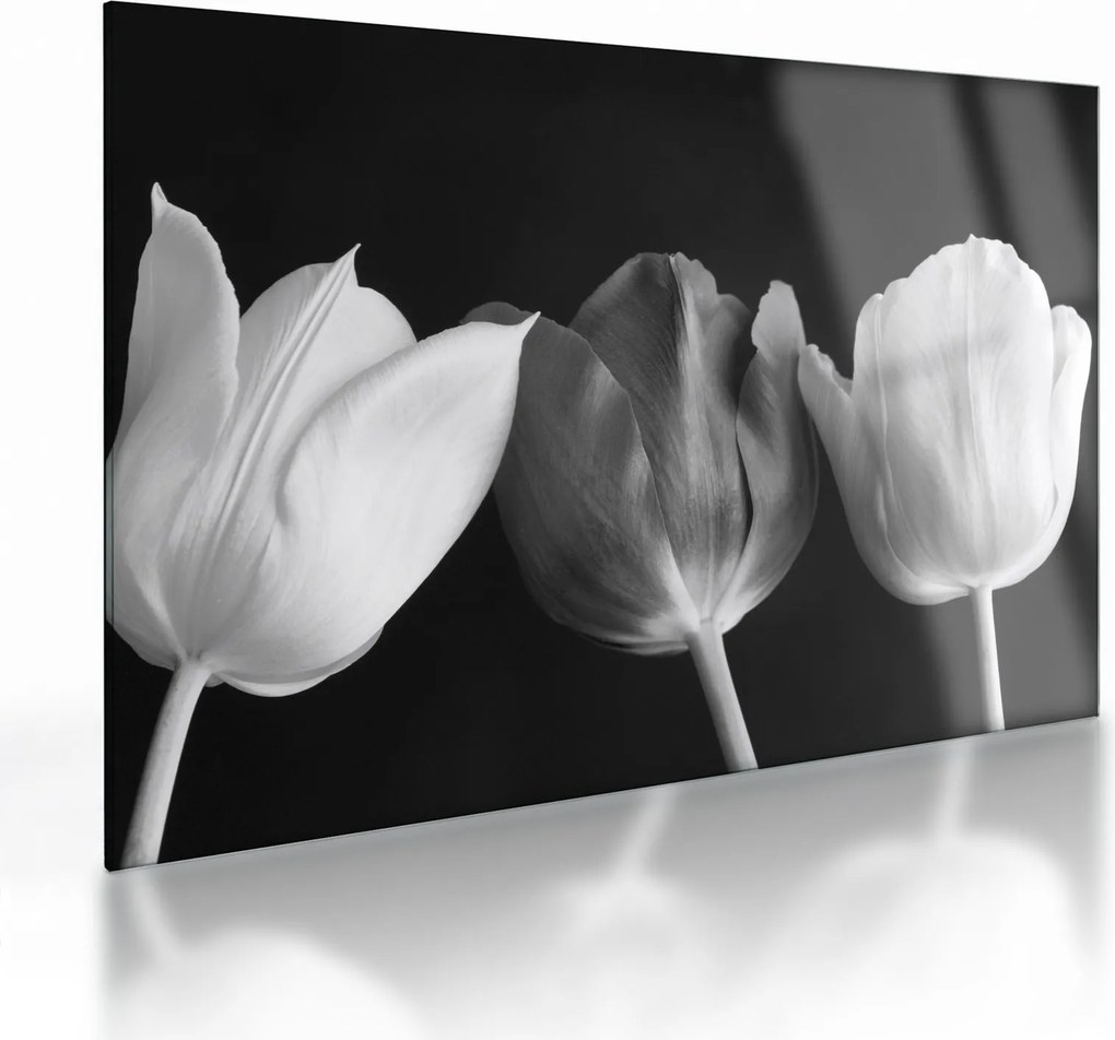 Sklenený obraz - Čiernobiele kvety tulipánov (70x50 cm)