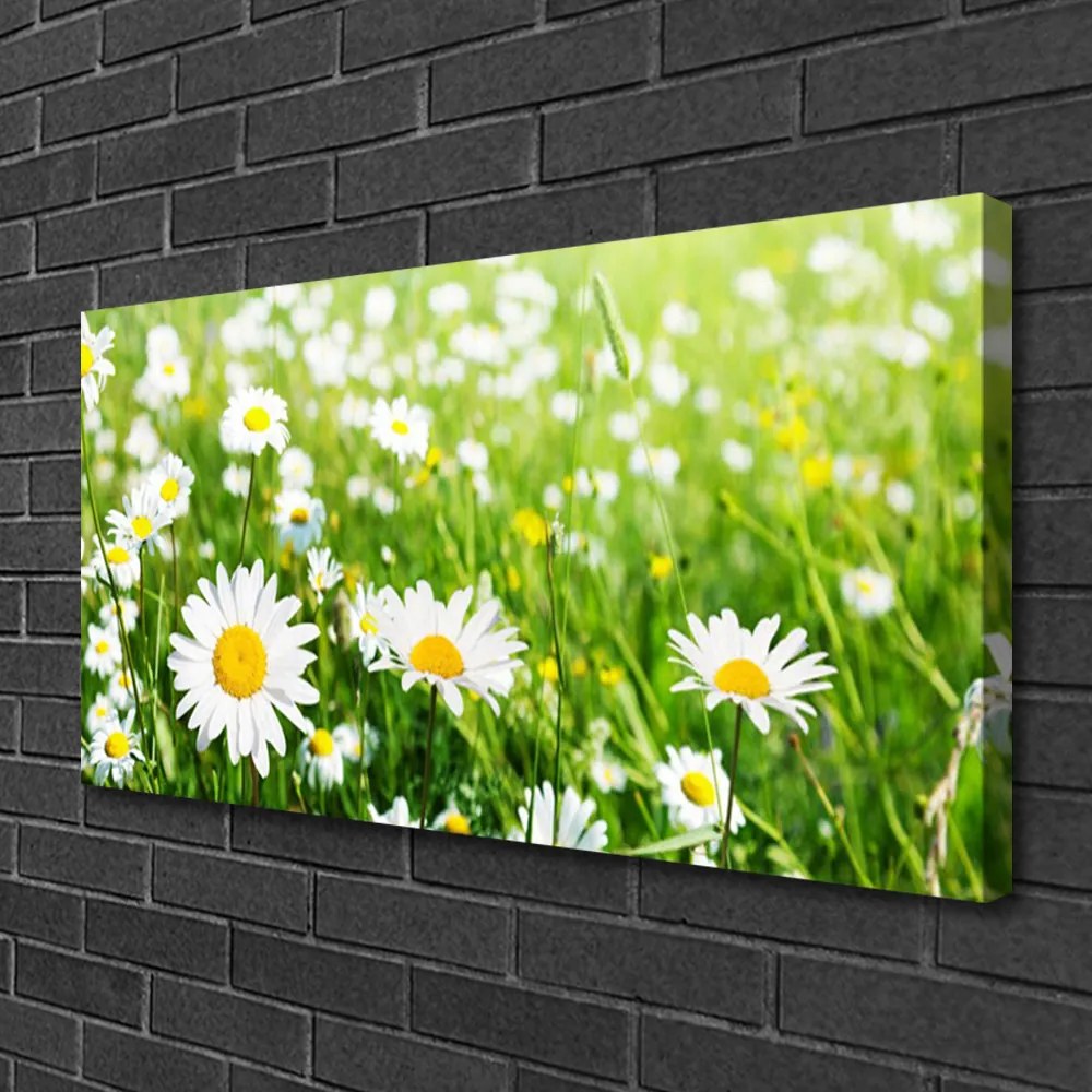 Obraz na plátne Sedmokráska kvet rastlina 125x50 cm