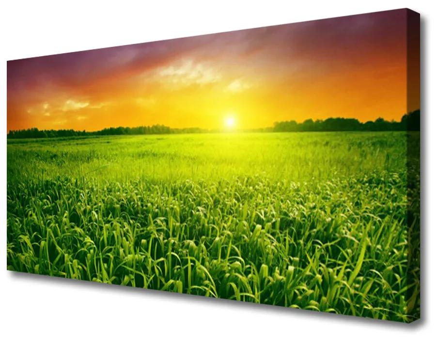 Obraz na plátne Obilie pole východ slnka 125x50 cm