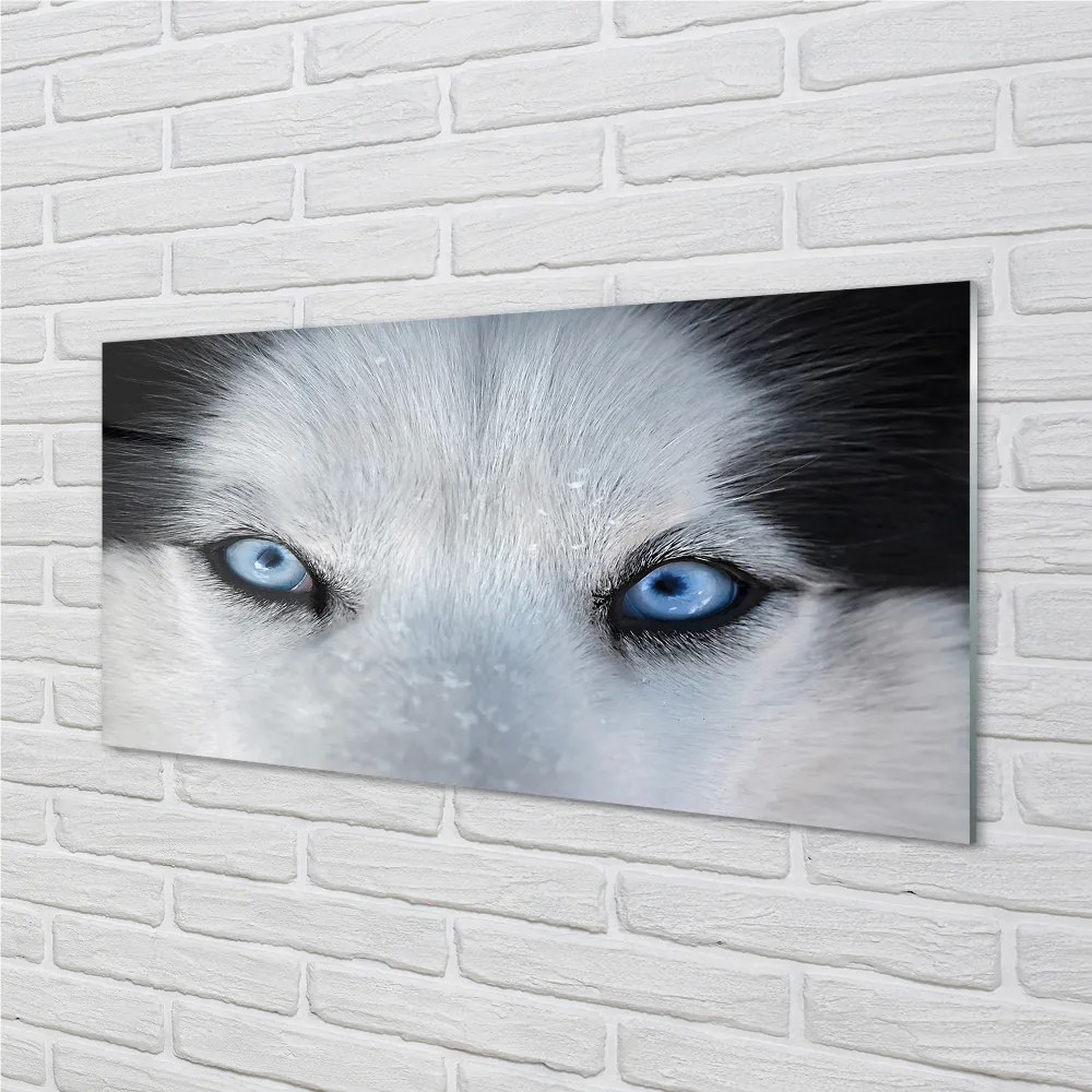 Nástenný panel  wolf Eyes 120x60 cm