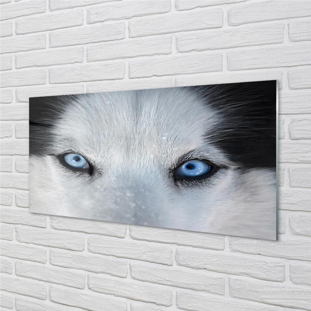 Nástenný panel  wolf Eyes 140x70 cm