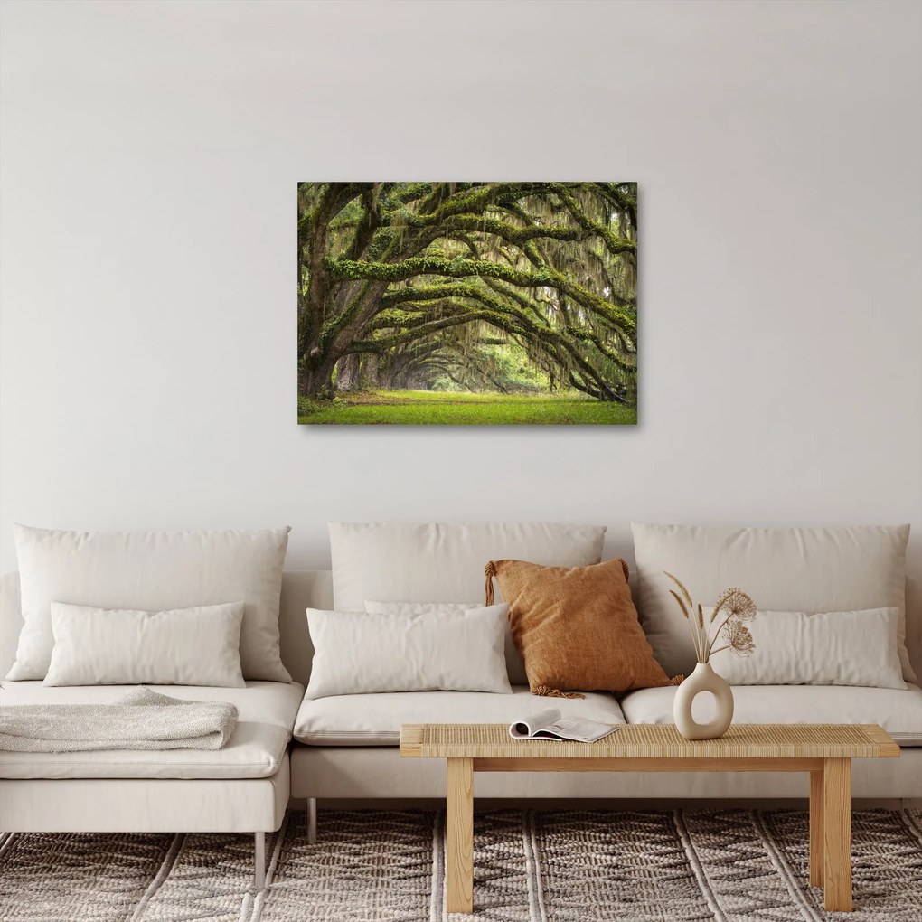Obraz - Oaks Avenue, Charleston, Južná Karolína, USA (70x50 cm)