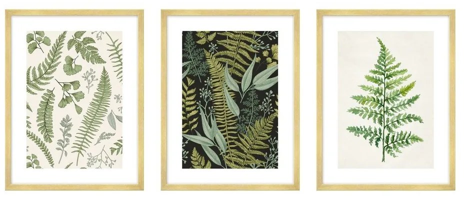 Obrazy v súprave 3 ks 30x40 cm Fern – knor