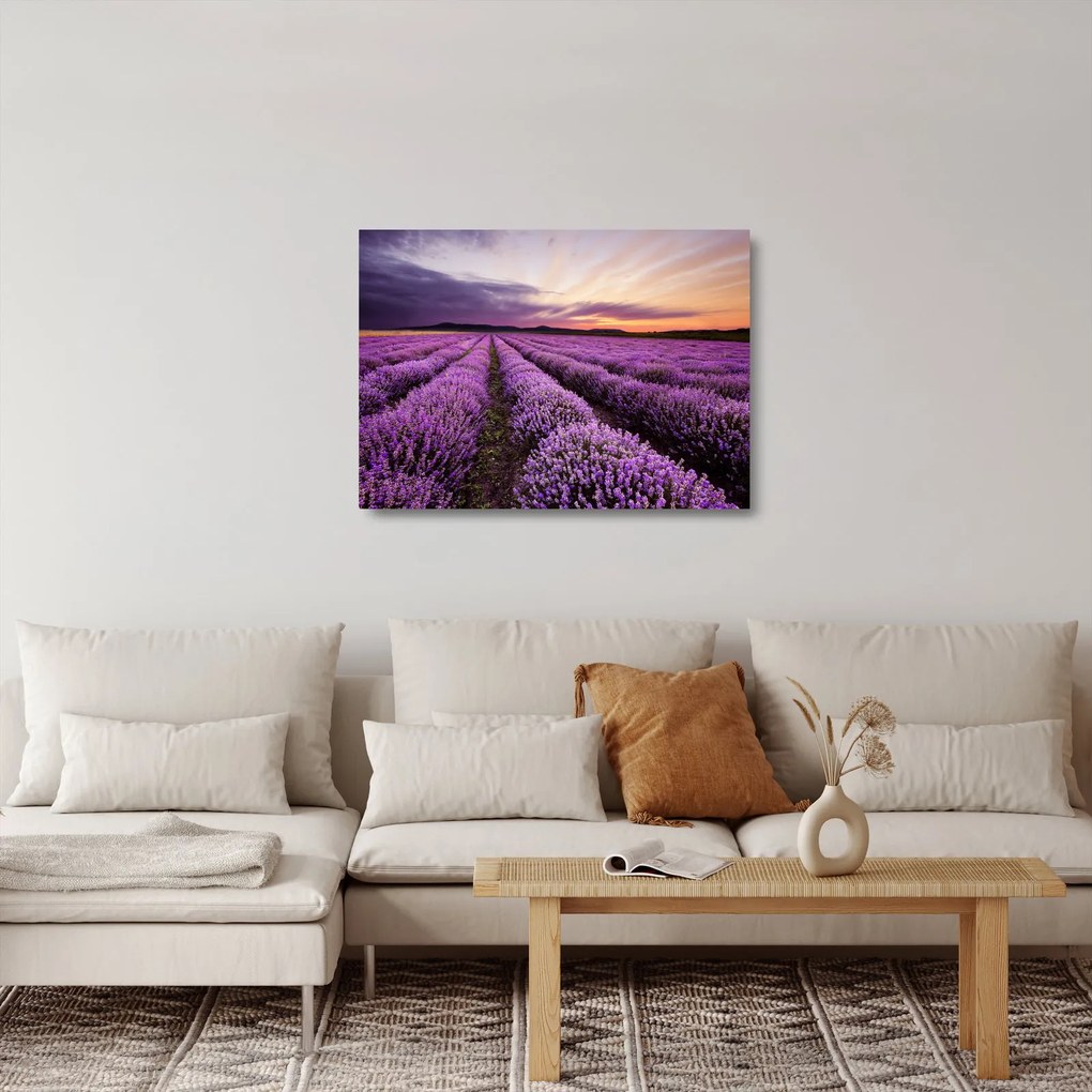 Sklenený obraz - Levanduľové pole pri západe slnka (70x50 cm)