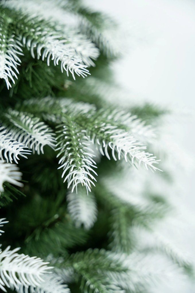 Limpol Vianočný stromček Kanadská biela borovica Výška stromčeka: 210 cm