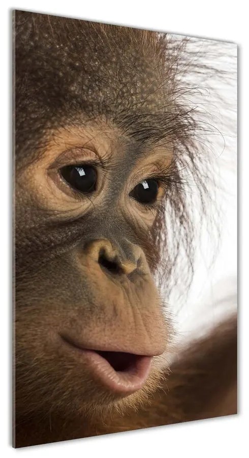 Foto obraz akrylové sklo Mladý orangutan pl-oa-70x140-f-61570229