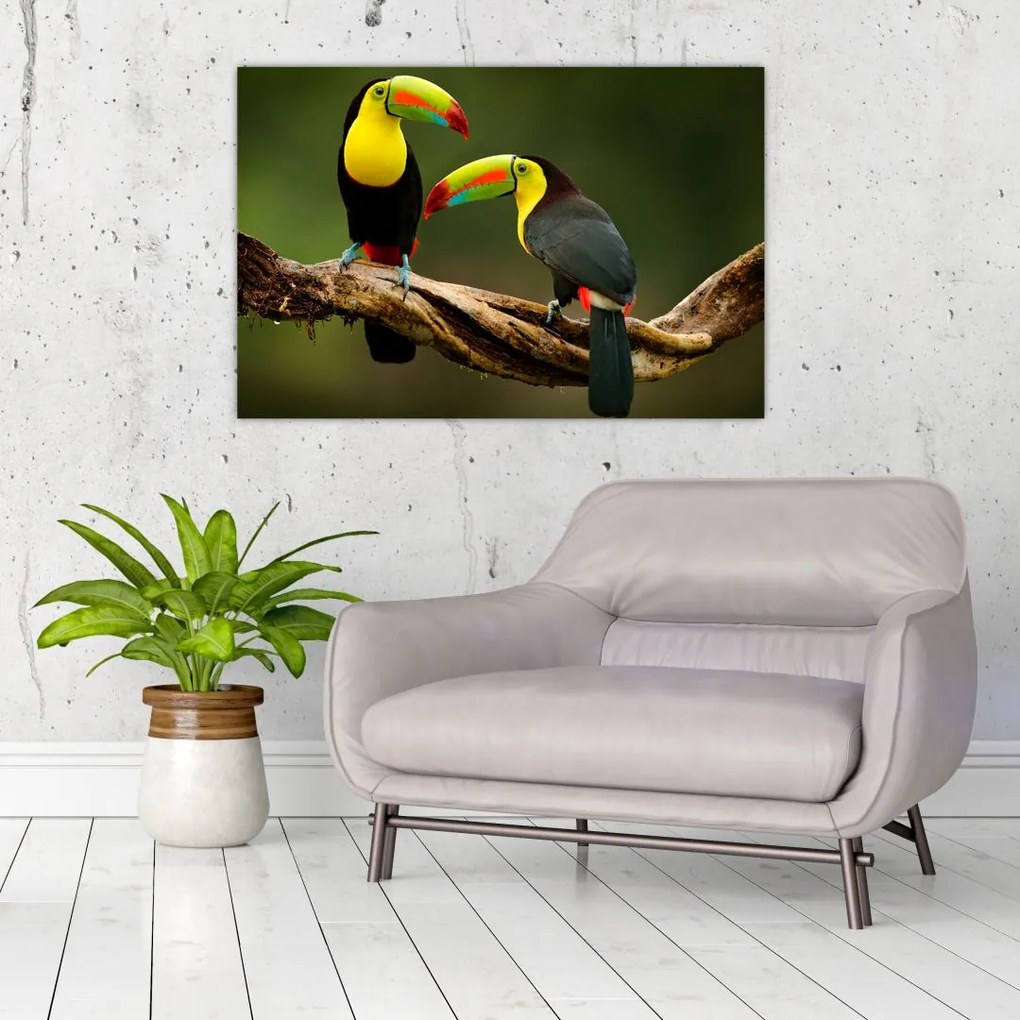Obraz sediacich tukanov, Costa Rica (90x60 cm)