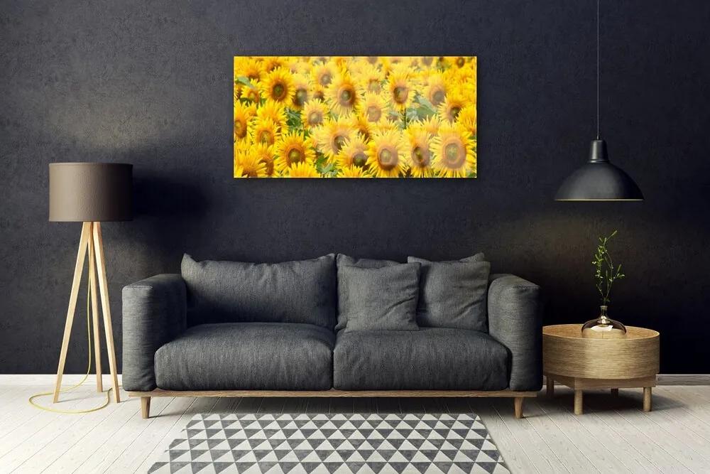 Obraz na akrylátovom skle Slunecznice rastlina 100x50 cm