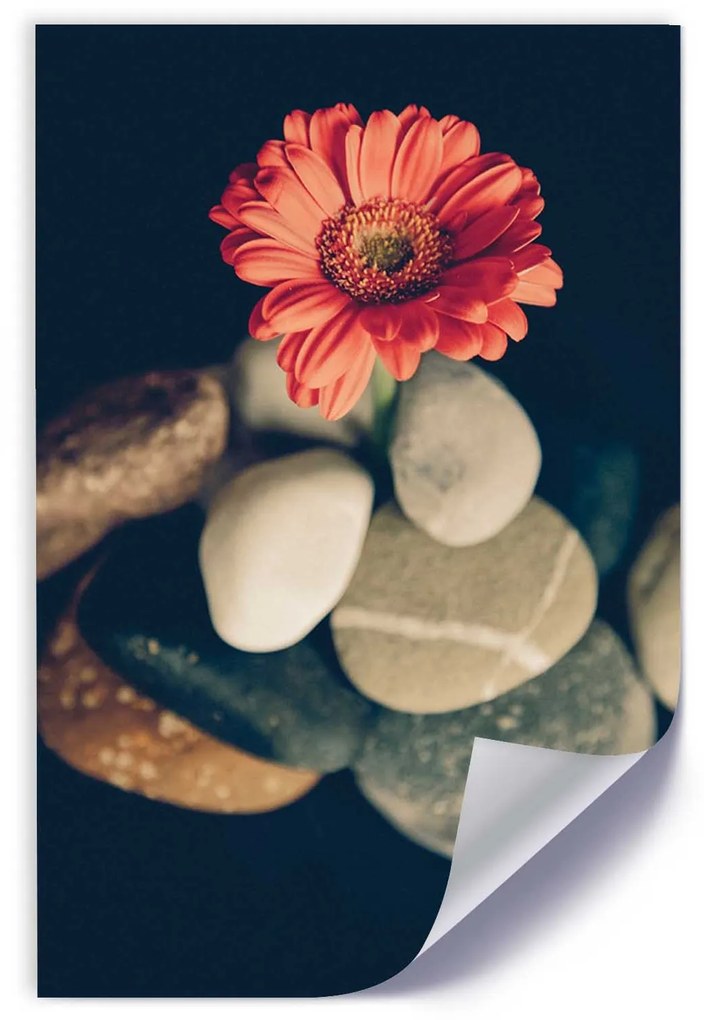 Gario Plagát Gerbera a kamene Farba rámu: Bez rámu, Rozmery: 40 x 60 cm