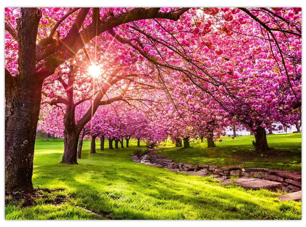 Sklenený obraz rozkvitnutých čerešní, Hurd Park, Dover, New Jersey (70x50 cm)