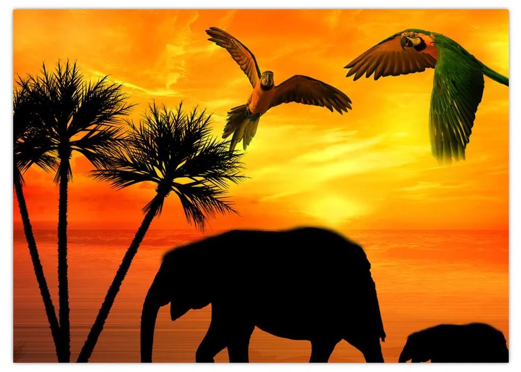 Obraz - papagáje a slony (70x50 cm)