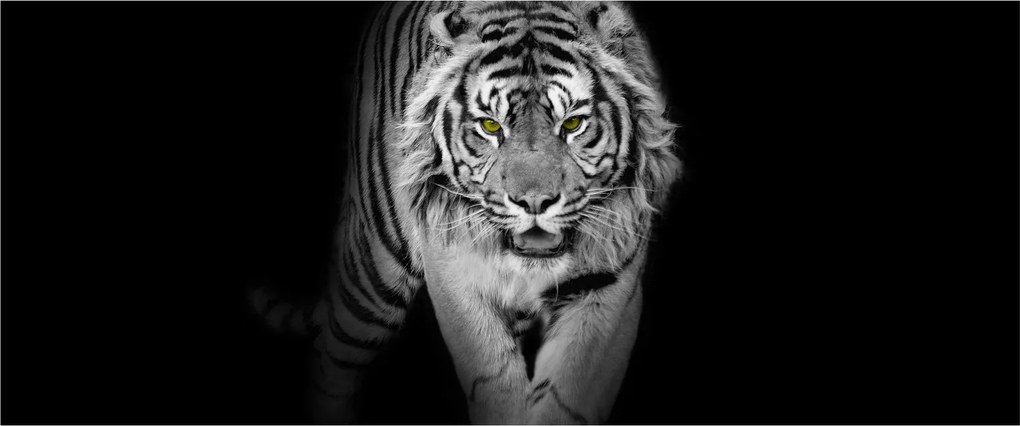 Obraz - Tiger so žltými očami (120x50 cm)