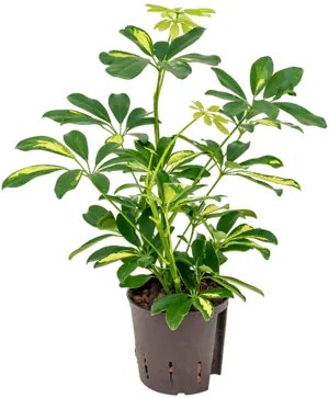 Schefflera arboricola Gold Capella 2pp 13/12 v.40 cm