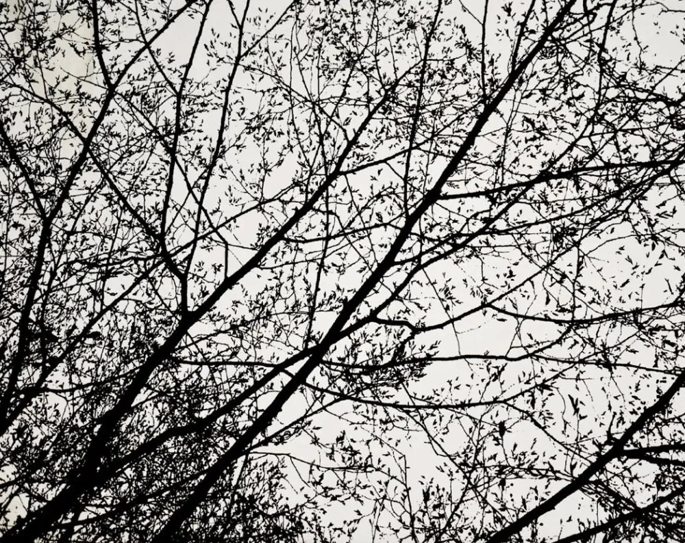 Biely koberec s potlačou koruny stromu 140 x 200 cm