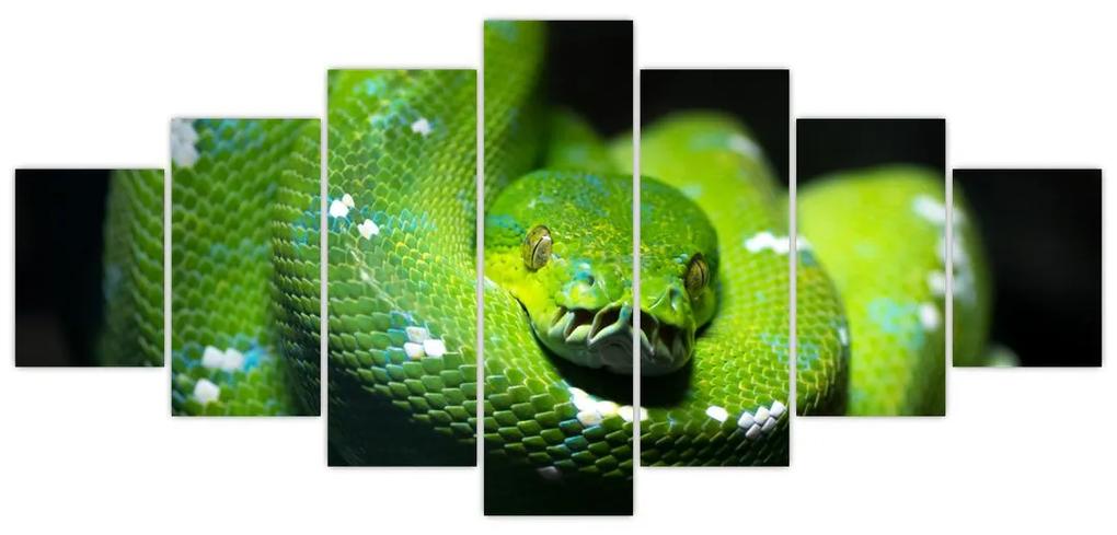 Obraz zvierat - had