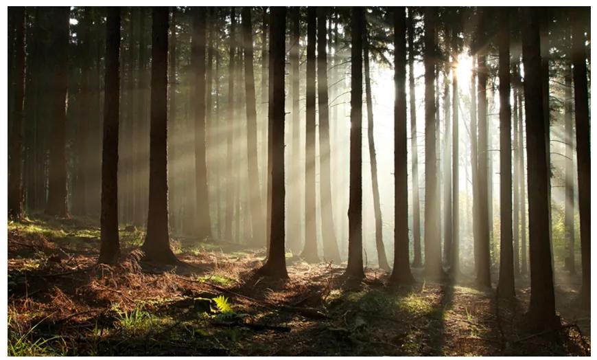 Artgeist Fototapeta - Coniferous forest Veľkosť: 196x154, Verzia: Samolepiaca