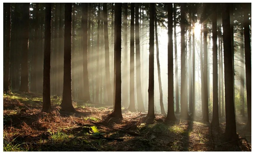 Artgeist Fototapeta - Coniferous forest Veľkosť: 450x270, Verzia: Premium