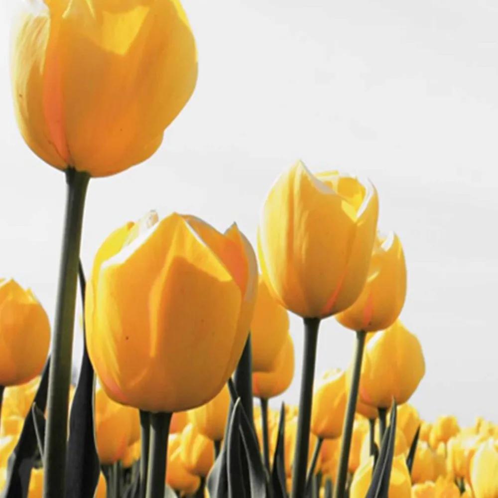 Ozdobný paraván Žluté tulipány - 180x170 cm, päťdielny, obojstranný paraván 360°
