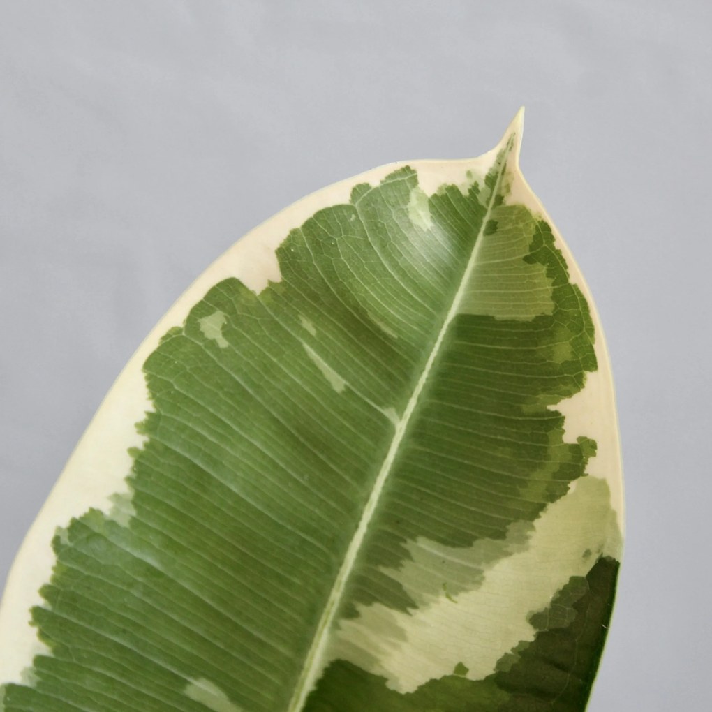 Ficus Elastica Tineke