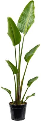 Strelitzia nicolai 28x180 cm