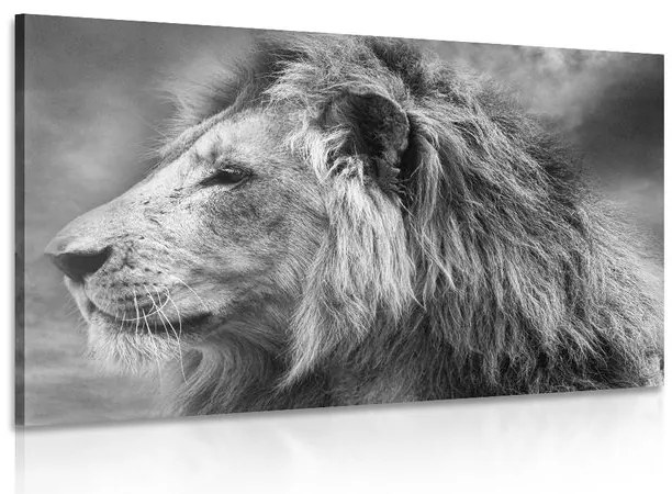 Obraz africký lev v čiernobielom prevedení
